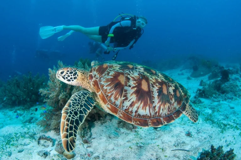 I 10 migliori luoghi per le immersioni nelle Filippine