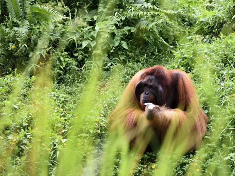 Viaggiare nel Borneo in Indonesia: Tutto quello che ti serve sapere