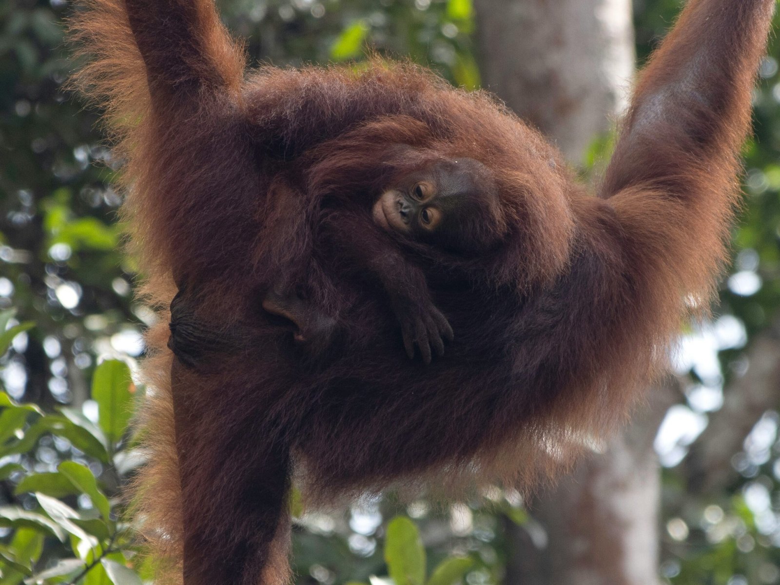 Malesia e Borneo tour completo